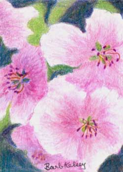 "Apple Blossoms #2" by Barbara Kelsey, Pewaukee WI - Colored Pencil